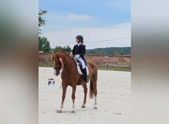 Mezzosangue Polacco, Castrone, 10 Anni, 176 cm, Sauro