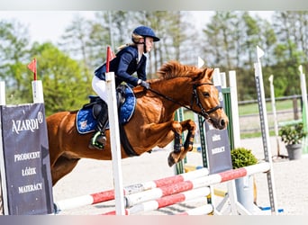 Mezzosangue Polacco, Castrone, 11 Anni, 140 cm, Sauro