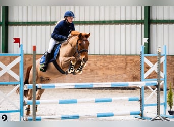 Mezzosangue Polacco, Castrone, 11 Anni, 140 cm, Sauro