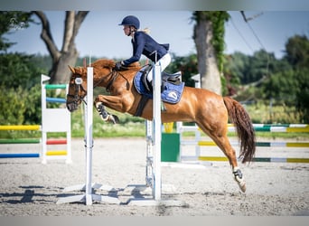 Mezzosangue Polacco, Castrone, 11 Anni, 140 cm, Sauro