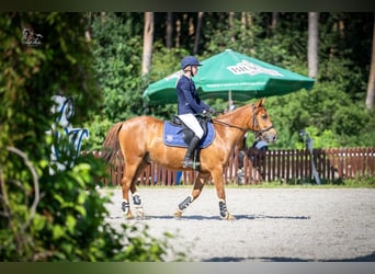 Mezzosangue Polacco, Castrone, 11 Anni, 140 cm, Sauro