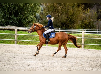 Mezzosangue Polacco, Castrone, 11 Anni, 140 cm, Sauro