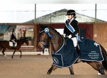 Mezzosangue Polacco, Castrone, 11 Anni, 168 cm, Baio ciliegia