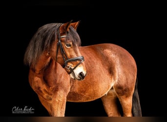 Mezzosangue Polacco, Castrone, 11 Anni, Baio