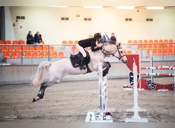 Mezzosangue Polacco, Castrone, 12 Anni, 164 cm, Grigio