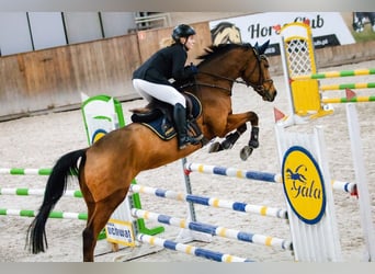 Mezzosangue Polacco, Castrone, 12 Anni, 170 cm, Baio