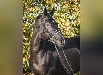 Mezzosangue Polacco, Castrone, 12 Anni, 171 cm, Morello