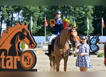 Mezzosangue Polacco, Castrone, 13 Anni, 168 cm, Sauro