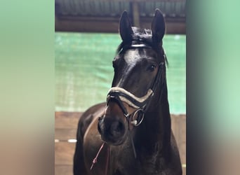Mezzosangue Polacco, Castrone, 14 Anni, 165 cm, Baio scuro