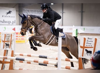 Mezzosangue Polacco, Castrone, 14 Anni, 165 cm, Baio