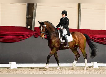 Mezzosangue Polacco, Castrone, 14 Anni, 171 cm, Baio