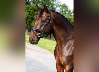 Mezzosangue Polacco, Castrone, 15 Anni, 164 cm, Baio