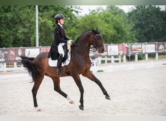 Mezzosangue Polacco, Castrone, 15 Anni, 164 cm, Baio