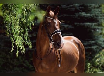 Mezzosangue Polacco, Castrone, 15 Anni, 170 cm, Sauro