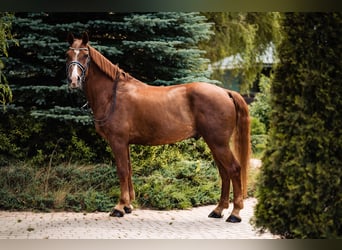 Mezzosangue Polacco, Castrone, 15 Anni, 170 cm, Sauro