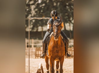 Mezzosangue Polacco, Castrone, 17 Anni, 167 cm, Baio nero