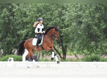 Mezzosangue Polacco, Castrone, 17 Anni, 172 cm, Baio ciliegia