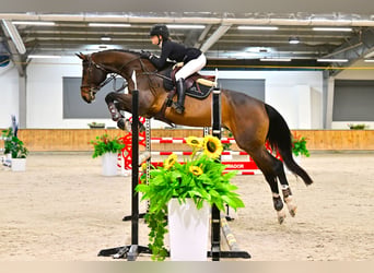 Mezzosangue Polacco, Castrone, 17 Anni, 175 cm, Baio nero