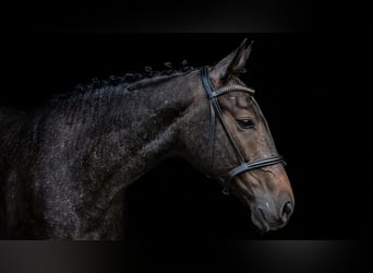 Mezzosangue Polacco, Castrone, 1 Anno, 160 cm, Grigio