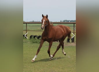 Mezzosangue Polacco, Castrone, 2 Anni, 150 cm, Sauro
