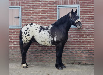 Mezzosangue Polacco, Castrone, 2 Anni, 159 cm, Leopard