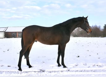 Mezzosangue Polacco, Castrone, 2 Anni, 165 cm, Baio scuro