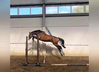 Mezzosangue Polacco, Castrone, 2 Anni, 167 cm, Baio scuro