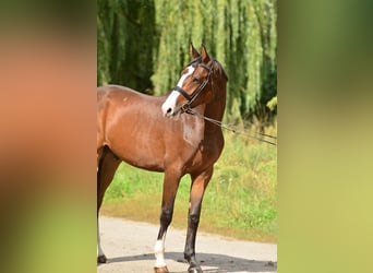 Mezzosangue Polacco, Castrone, 2 Anni, 167 cm, Baio scuro