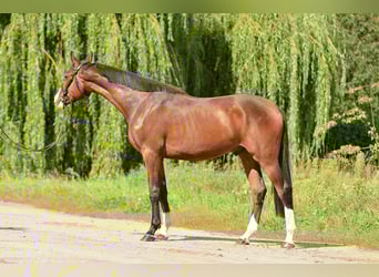 Mezzosangue Polacco, Castrone, 2 Anni, 167 cm, Baio scuro