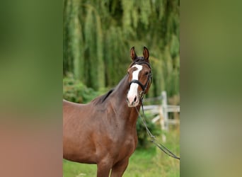 Mezzosangue Polacco, Castrone, 2 Anni, 167 cm, Baio scuro