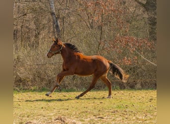 Mezzosangue Polacco, Castrone, 2 Anni, Baio ciliegia