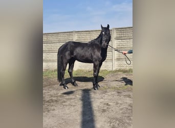 Mezzosangue Polacco, Castrone, 3 Anni, 160 cm, Baio nero