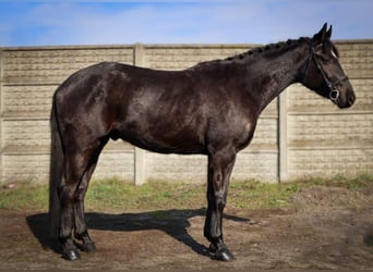 Mezzosangue Polacco, Castrone, 3 Anni, 160 cm, Baio nero