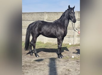 Mezzosangue Polacco, Castrone, 3 Anni, 160 cm, Baio nero