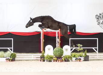 Mezzosangue Polacco, Castrone, 3 Anni, 162 cm, Baio nero