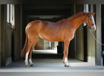 Mezzosangue Polacco, Castrone, 3 Anni, 165 cm, Sauro
