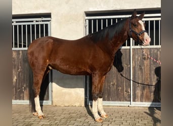 Mezzosangue Polacco, Castrone, 4 Anni, 160 cm, Baio