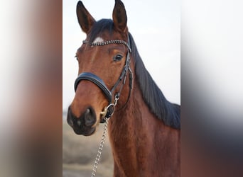 Mezzosangue Polacco, Castrone, 4 Anni, 163 cm, Baio