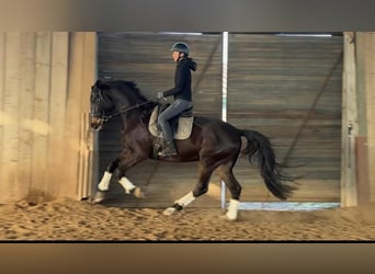 Mezzosangue Polacco, Castrone, 4 Anni, 169 cm, Baio nero