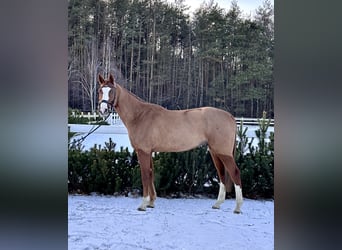 Mezzosangue Polacco, Castrone, 5 Anni, 166 cm, Sauro
