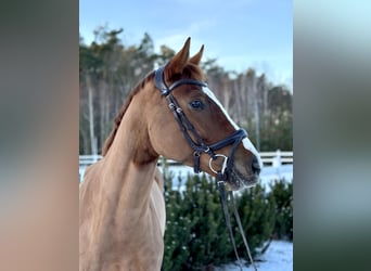 Mezzosangue Polacco, Castrone, 5 Anni, 166 cm, Sauro