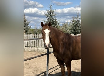 Mezzosangue Polacco, Castrone, 5 Anni, 166 cm, Sauro
