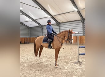 Mezzosangue Polacco, Castrone, 5 Anni, 166 cm, Sauro