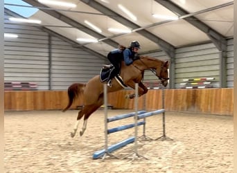 Mezzosangue Polacco, Castrone, 5 Anni, 166 cm, Sauro