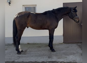 Mezzosangue Polacco, Castrone, 5 Anni, 172 cm, Baio