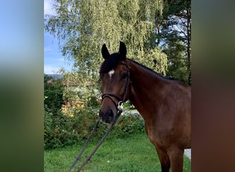 Mezzosangue Polacco, Castrone, 6 Anni, 162 cm, Baio ciliegia