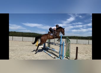 Mezzosangue Polacco, Castrone, 6 Anni, 162 cm, Baio ciliegia