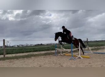 Mezzosangue Polacco, Castrone, 6 Anni, 162 cm, Baio nero