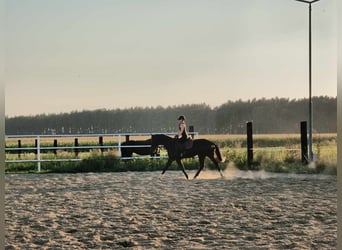Mezzosangue Polacco, Castrone, 6 Anni, 165 cm, Morello