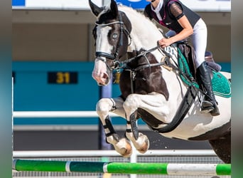 Mezzosangue Polacco, Castrone, 6 Anni, 175 cm, Pezzato